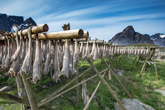 Cod fish drying in racks, Reine Island, Lotofon Islands, Norway