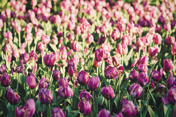 Obraz premium Bright flowers of tulips on a tulip field on a sunny morning