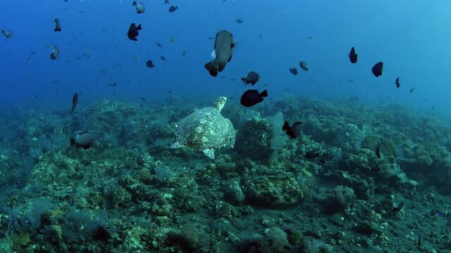 Sea turtle - Hawksbill turtle - Eretmochelys imbricata. Swimming in the ocean. Tulamben, Bali, Indonesia.	