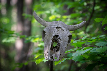 Old cow skull mounted on a stick along the road in mixed forest