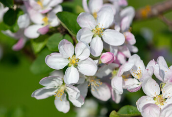 Flowers on the branches of an apple tree in spring.