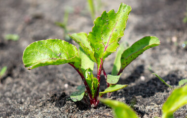 Beet seedling leaves in the ground.