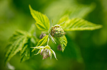 Close-up of flower buds on raspberries.