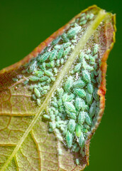 Close-up of aphids on a tree leaf.