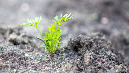 Close-up of a carrot seedling in the ground.