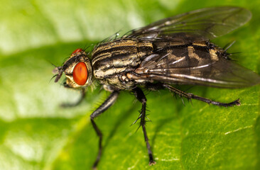 Close-up of a fly on a tree leaf.