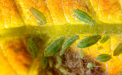 Close-up of aphids on a tree leaf.