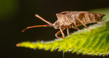 Close up portrait of bed bug on a leaf.