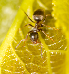 Close-up of an ant on a tree leaf.