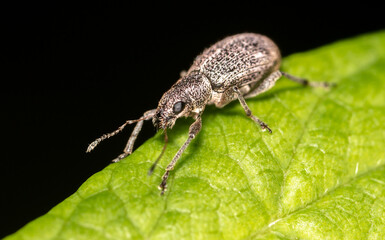 Close-up of a beetle on a leaf of a tree.