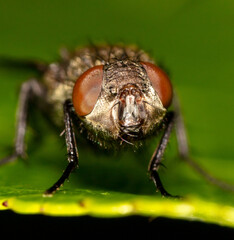 Close-up of a fly on a tree leaf.