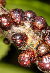 Aphids are parasites on the bark of a tree.