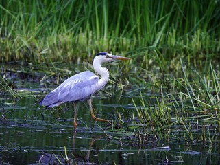アオサギのお食事