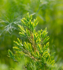 Green branch of a coniferous plant in nature.