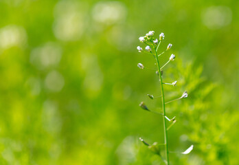 Small white flowers in nature.