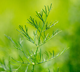 Close up of green dill in a vegetable garden.