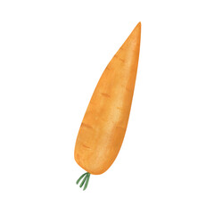 Watercolor carrot isolated on a white background. Hand-drawn orange carrot illustration. Vegetable root clipart. Natural agriculture object. Summer harvest. Fresh snack print.