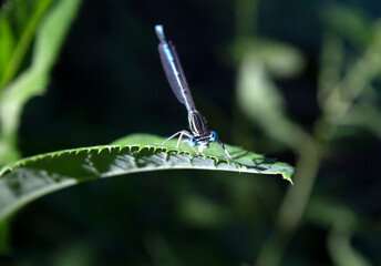 Blue dragonfly on green grass