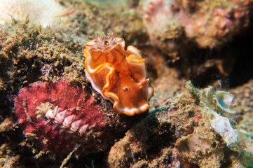 Orange-margined Glossodoris (Glossodoris rufomarginata) nudibranch or sea slug at Little Lembeh II dive site in Sogod Bay, Southern Leyte, Philippines.  Underwater photography and travel.