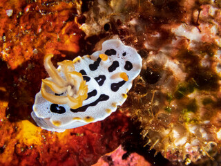 Chromodoris Orientalis nudibranch or sea slug at Adrian's Cove dive site, Limasawa Island in Sogod Bay, Southern Leyte, Philippines.  Underwater photography and travel.