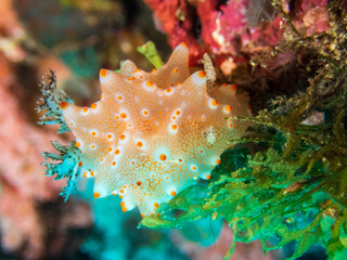 Halgerda Batangas nudibranch or sea slug at Baluarte dive site in Sogod Bay, Southern Leyte, Philippines.  Underwater photography and travel.