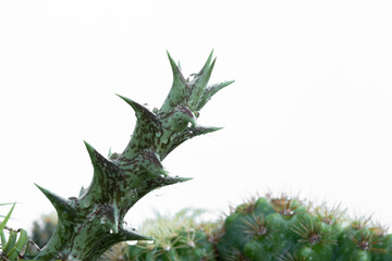 Huernia Blooming isolated on whited background.
