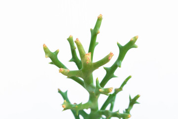 Euphorbia Stenoclada isolated on white background.