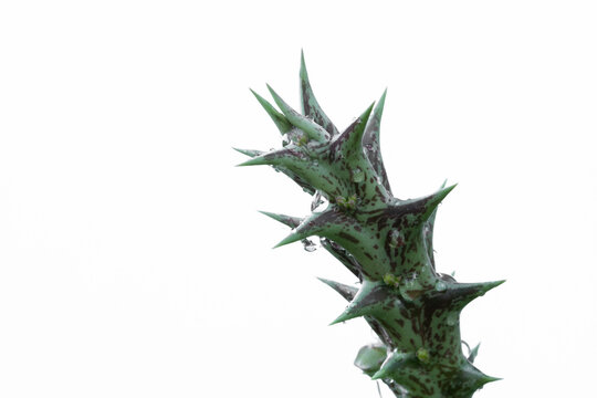 Huernia Blooming isolated on whited background.