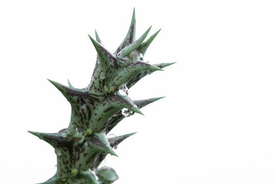 Huernia Blooming isolated on whited background.