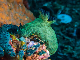 Miller's Nembrotha (Nembrotha milleri) a seaslug or nudibranch at Santa Paz dive site in Sogod Bay, Southern Leyte, Philippines.  Underwater photography and travel.