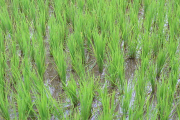 A beautiful paddy field of green color