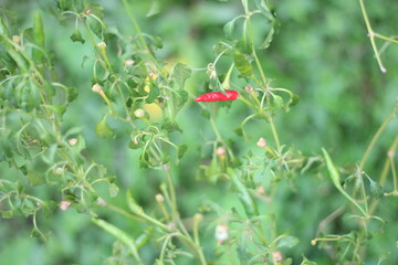 A red and green pepper tree and blurred background
