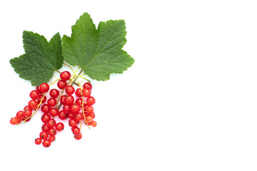 Red ripe currant on a white background