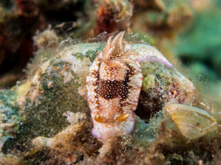 Chromodoris mandapamensis or Goniobranchus mandapamensis nudibranch or sea slug at  Little Lembeh II dive site in Sogod Bay, Southern Leyte, Philippines.  Underwater photography and travel.