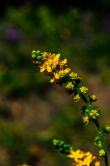 yellow flowers in the garden
