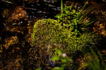 moss on the rocks