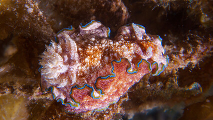 Girdled Glossodoris (Glossodoris acosti) nudibranch or sea slug during night dive at Padre Burgos Pier in Sogod Bay, Southern Leyte, Philippines.  Underwater photography and travel.
