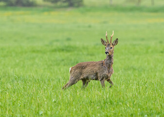 roebuck standing in the field