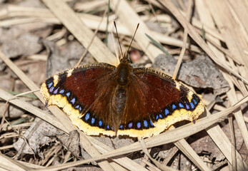 mourning cloak butterfly (Nymphalis antiopa) or Camberwell beauty on dry grass