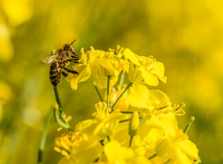 bee pollinating yellow rape flower