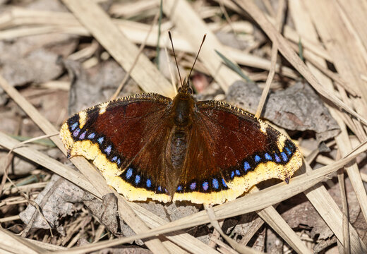 mourning cloak butterfly (Nymphalis antiopa) or Camberwell beauty on dry grass