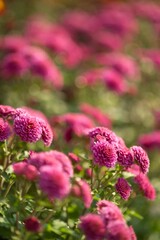 pink flowers in the garden