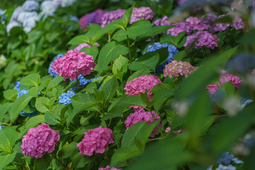 東京都　白山神社紫陽花