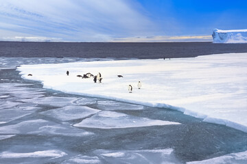 Emperor penguins (Aptenodytes forsteri) on ice floe, Atka Bay, Weddell Sea, Antarctica