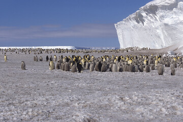 Emperor penguin (Aptenodytes forsteri) colony in front of iceberg, Drescher Inlet Iceport, Weddell...