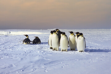 Group of Emperor penguin (Aptenodytes forsteri) on ice floe near the British Haley Antarctic...