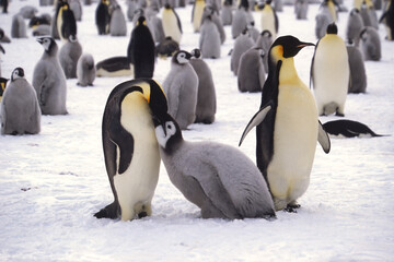 Juvenile Emperor penguin (Aptenodytes forsteri) being fed in the colony near the British Haley Antarctic station, Atka Bay, Weddell Sea, Antarctica