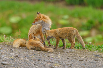 キタキツネの子ギツネ　6月