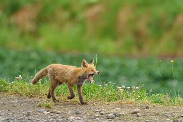 キタキツネの子ギツネ　6月