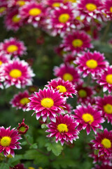 Fototapeta premium pink and white chrysanthemum